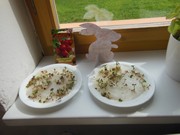 Rychlíme semínka a pozorujeme